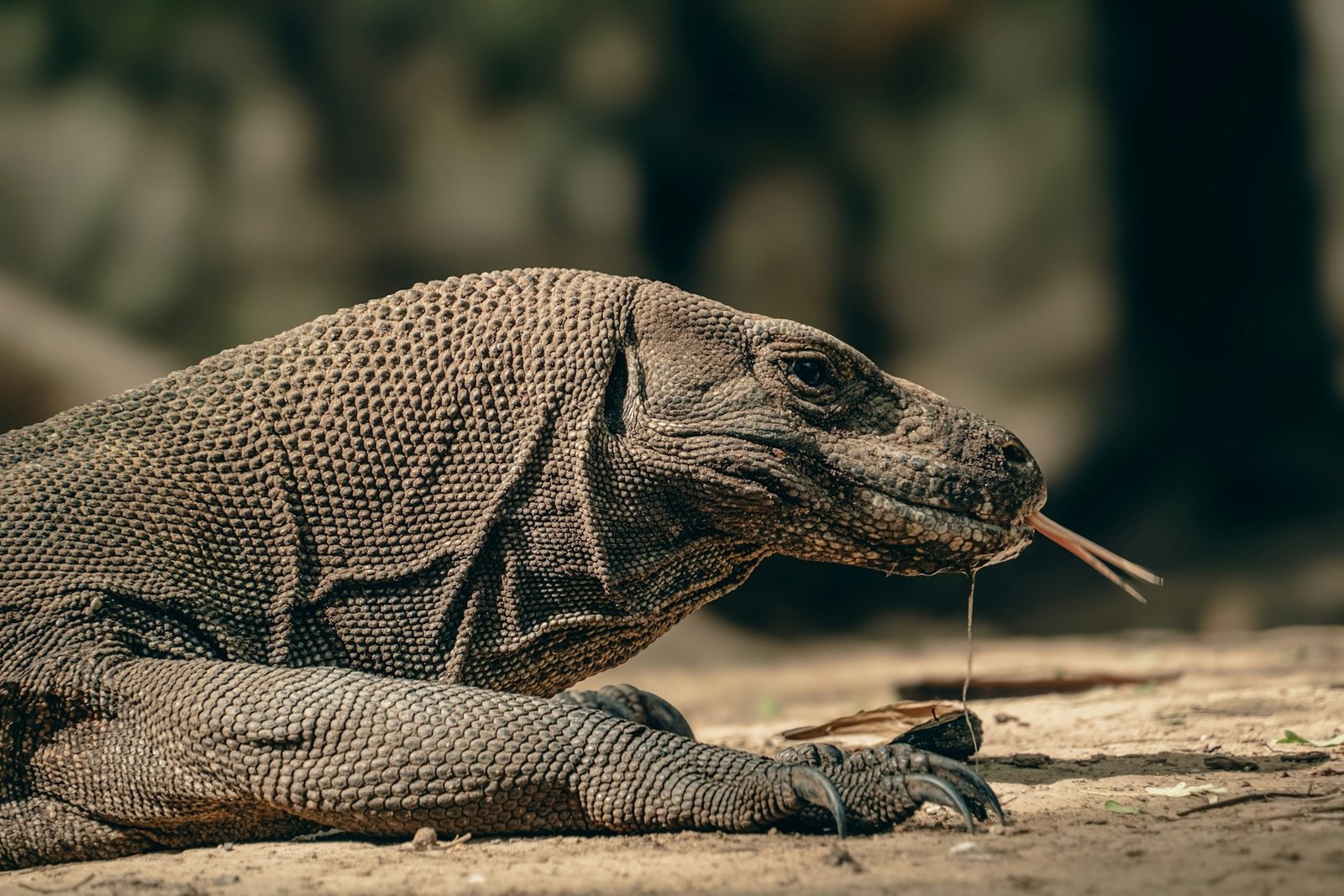 komodo.jpg