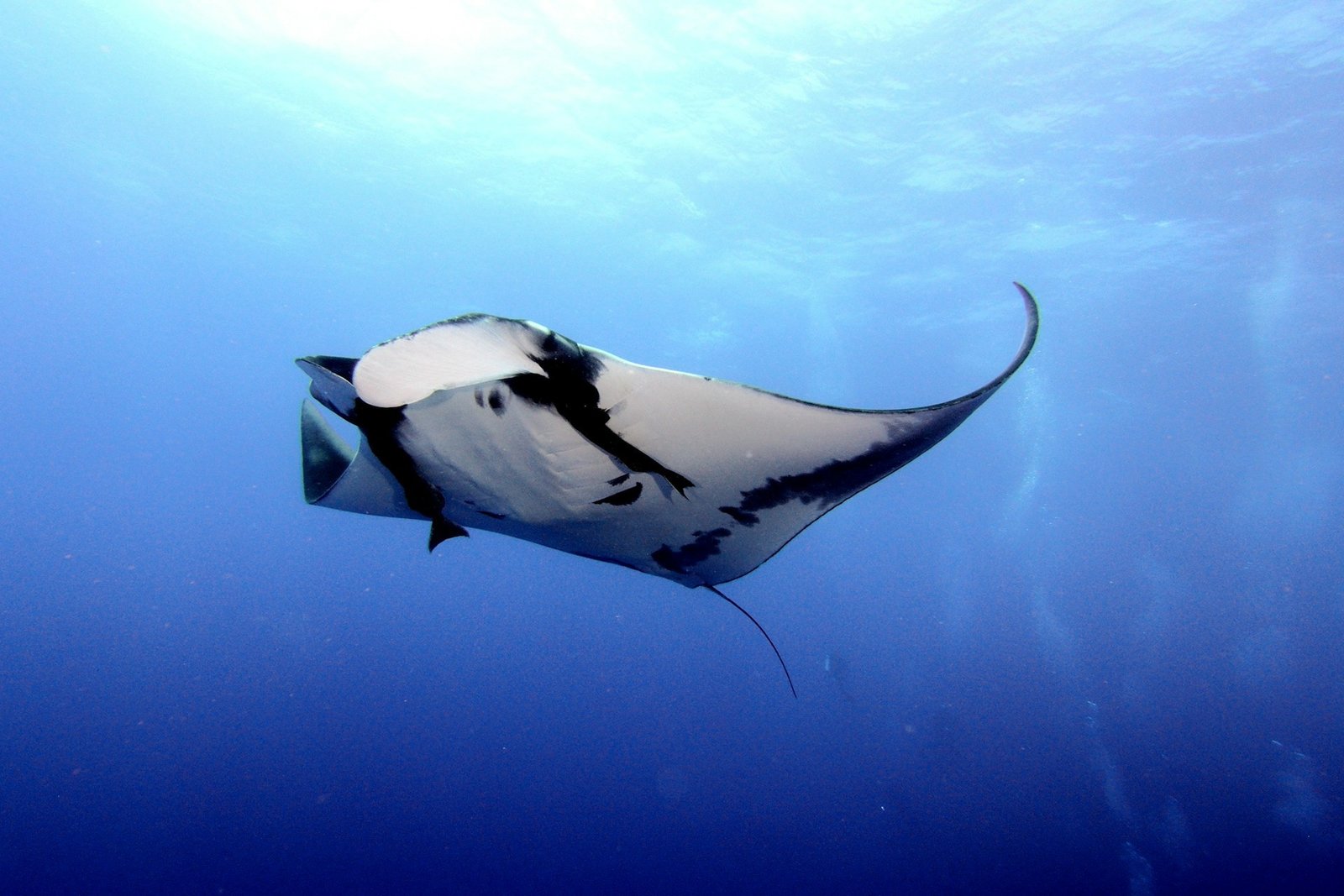 Manta2.jpg