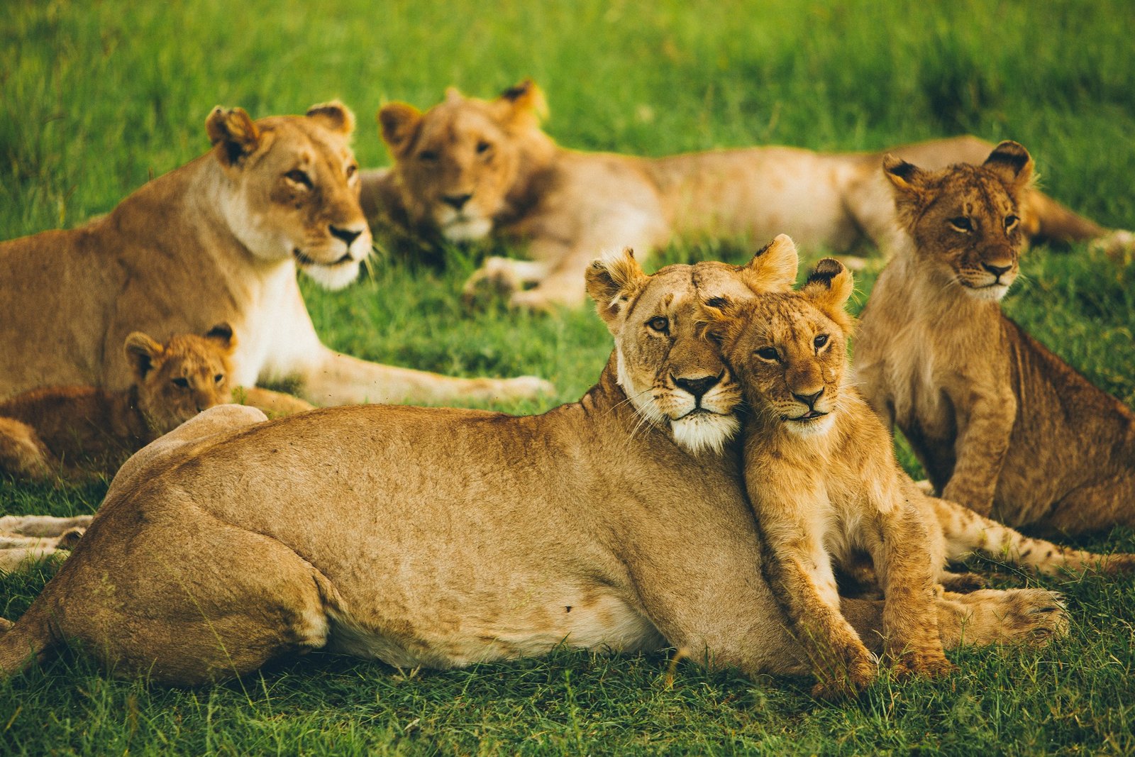 Lions-Masai.jpg